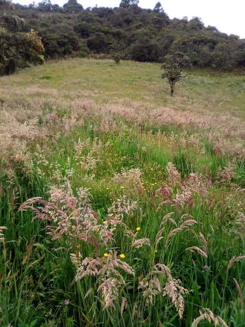Finca en Venta en Jabonera, Nuevo colon - Imagen 1