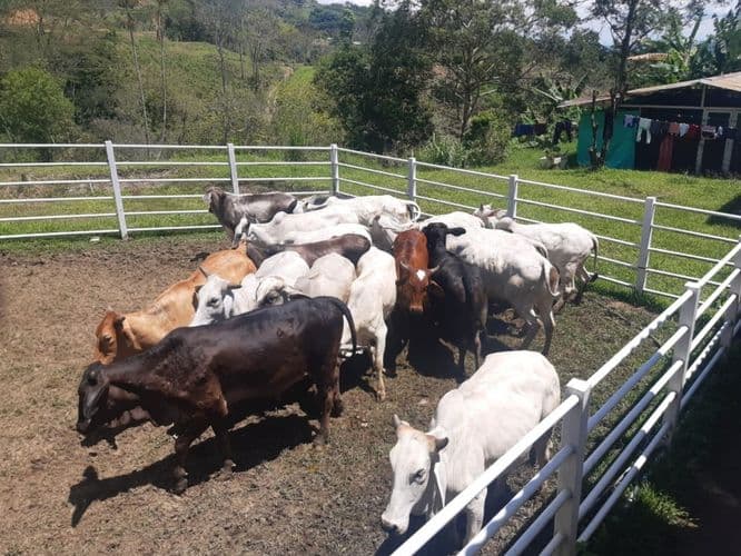 Finca en Venta en Monterredondo, Belalcazar - Imagen 1