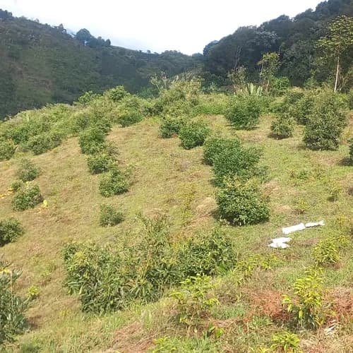 Finca en venta en La coqueta, Genova - Imagen 1